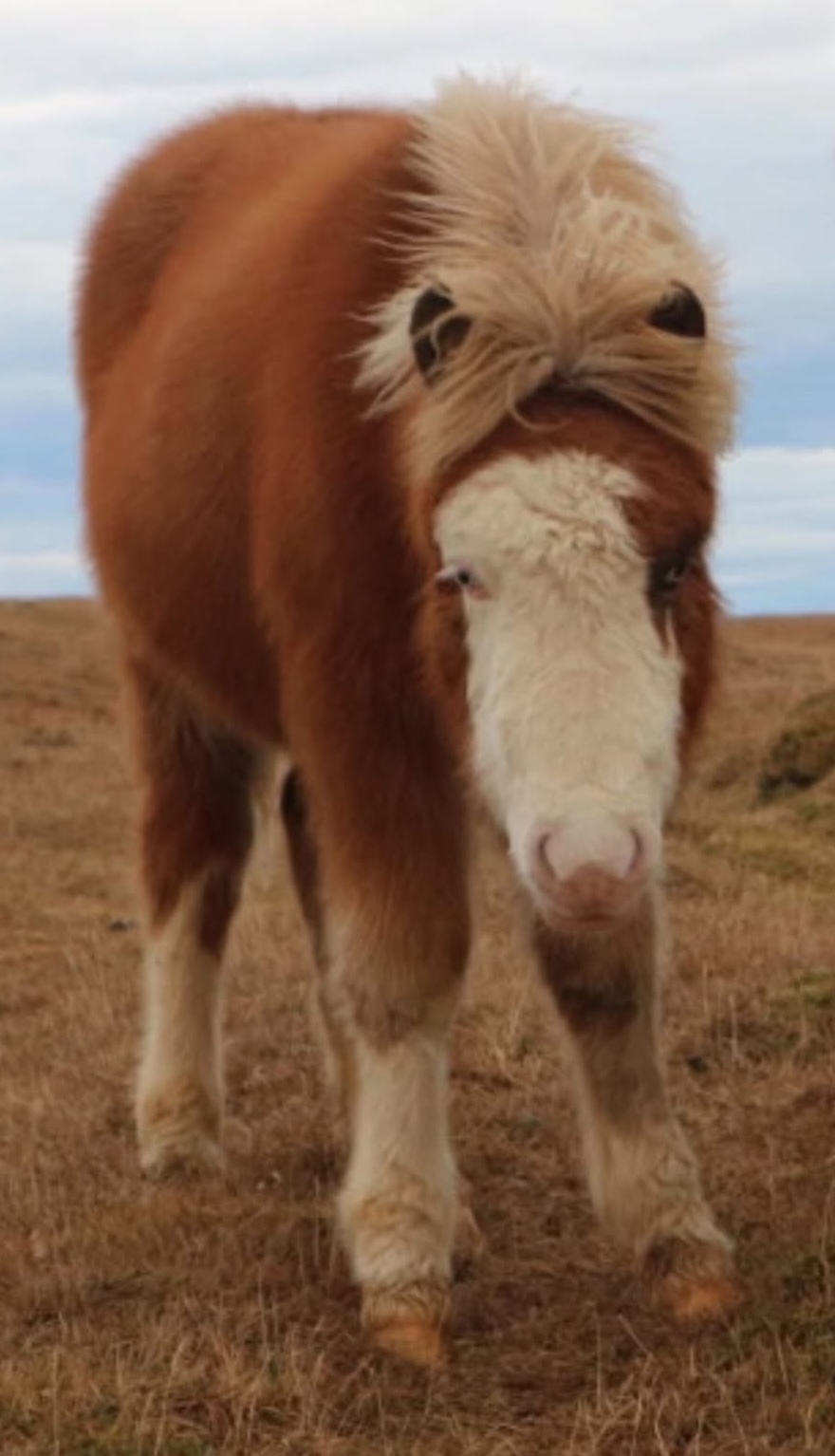 Játvarður